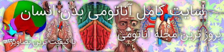 سایت کامل آناتومی بدن انسان